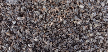 Palm Kernel Shell